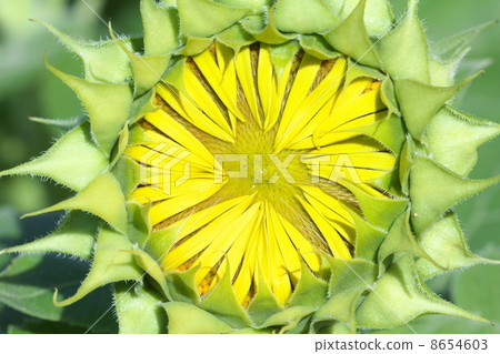 Sunflower field 8654603