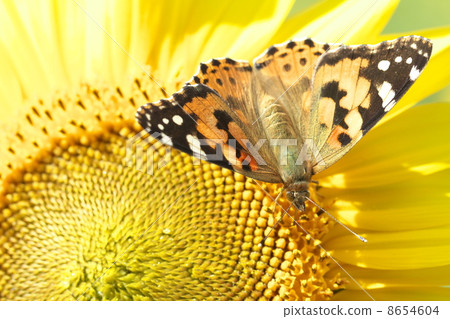 向日葵田 8654604