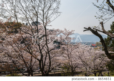 Cherry blossoms on the Ink Line 8654651