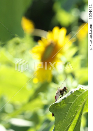 Akiakane和向日葵 8654681