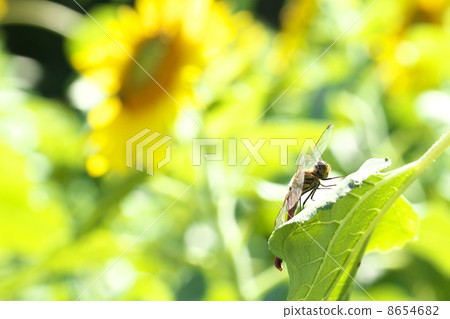 Akiakane和向日葵 8654682