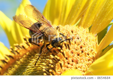 Sunflower field bee 8654684