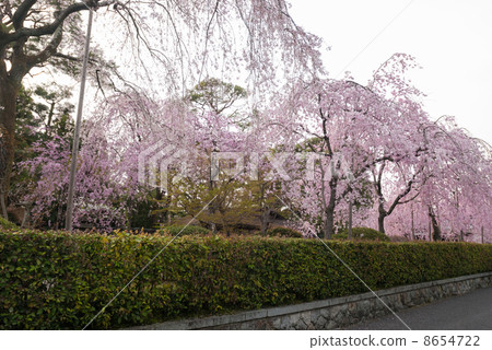 Kiyotari的垂枝櫻花 8654722