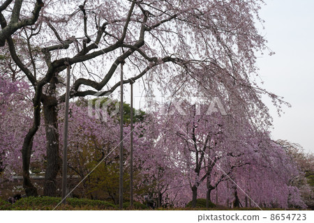Kiyotari的垂枝櫻花 8654723
