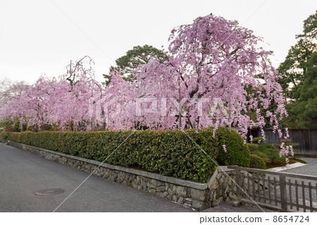 Kiyotari的垂枝櫻花 8654724