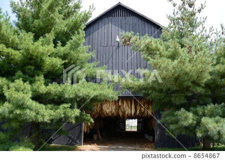 美國菸葉 8654867