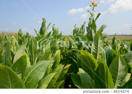 American Leaf Tobacco 8654874