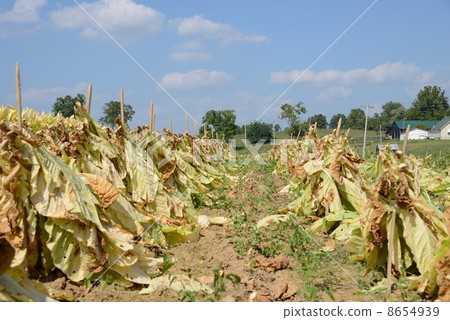 American cigarette farmer 8654939