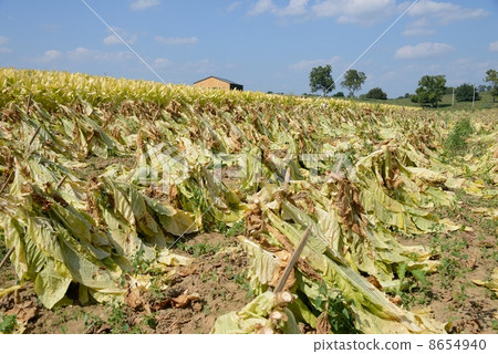 American cigarette farmer 8654940
