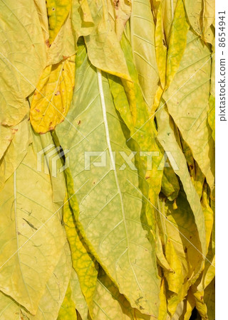 American cigarette farmer 8654941
