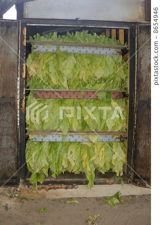 美國捲菸農民 8654946