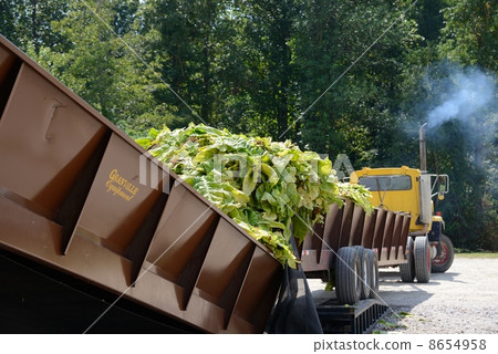 American Leaf Tobacco Farmer American Leaf Tobacco Farmer 8654958