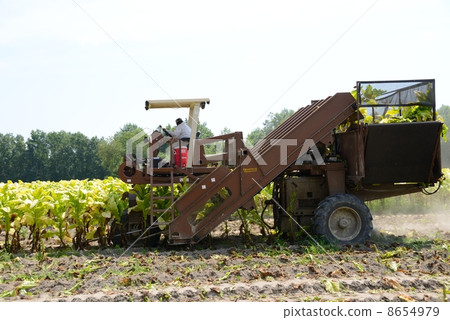 American Leaf Tobacco Farmer 8654979