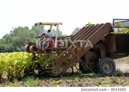 American Leaf Tobacco Farmer 8654980