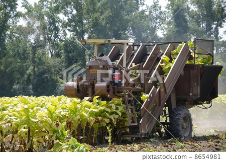 American Leaf Tobacco Farmer American Leaf Tobacco Farmer 8654981