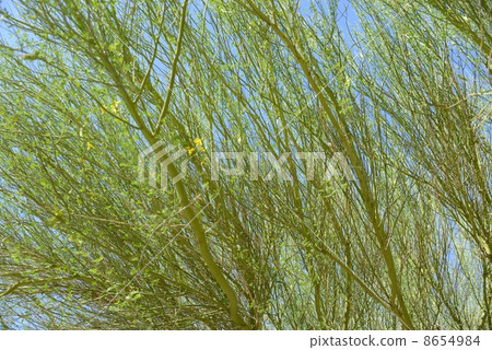 亞利桑那美國工廠 8654984