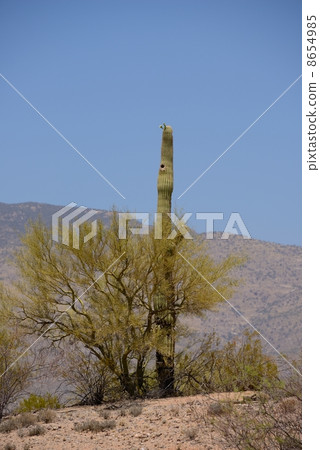 America Arizona cactus 8654985