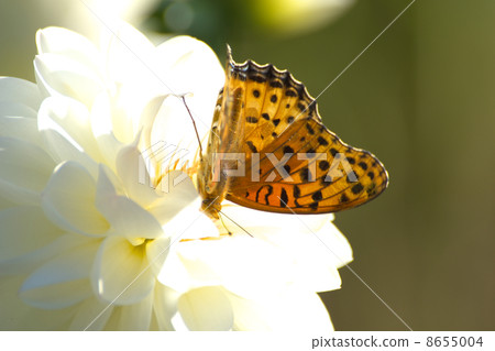 Tsunagro halo downward snow garden white flower Tsunagro halo downward snow garden white flower 8655004