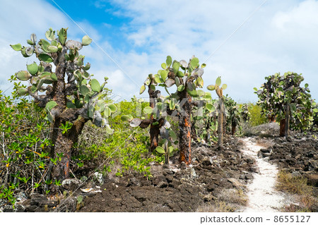 Opuntia cactus forest Opuntia cactus forest 8655127