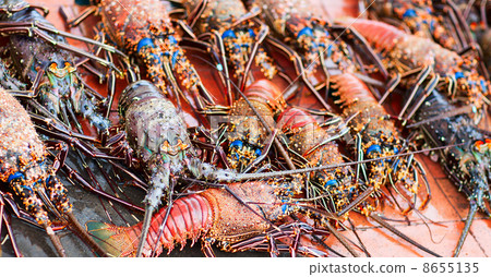 Lobsters 8655135