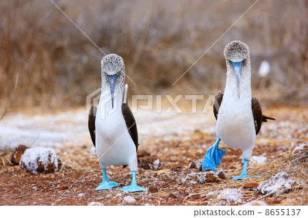 Blue footed booby mating dance 8655137