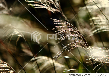 Shin Suzuki閃耀著背光 8655552