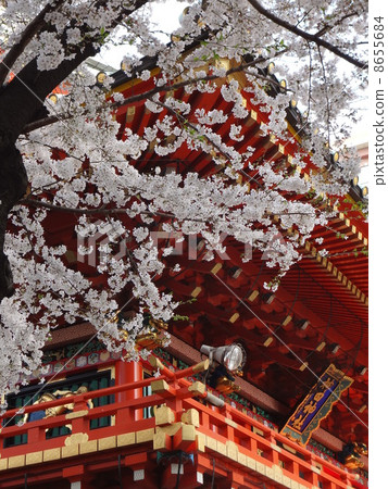 Kanda Meigami的櫻花 8655684