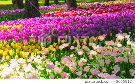 A tulip field spreading all over 8655912