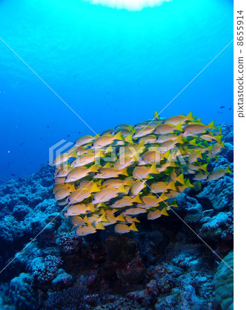 A mass of red snapper ♪ 8655914