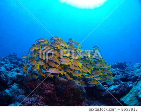 A mass of red snapper ♪ 8655915