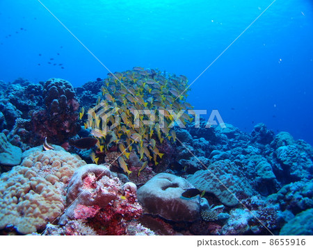 大量的紅鯛魚♪ 8655916