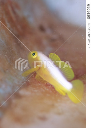 Nakamoto Irowake goby 8656039