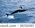 dolphin jump 8656085