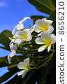 Plumeria 8656210