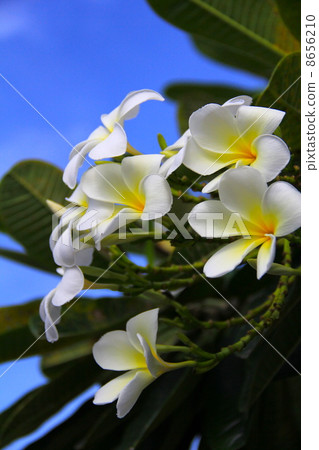 Plumeria 8656210