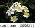 Plumeria 8656211