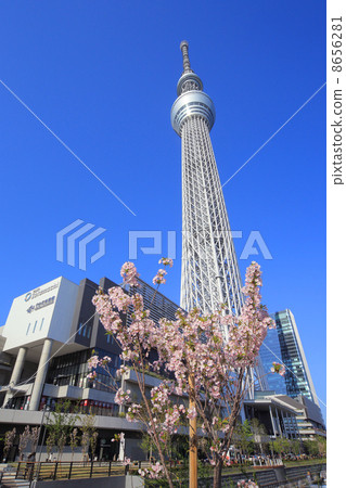 櫻花和東京天空樹 櫻花和東京天空樹 8656281