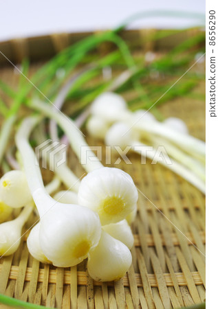 沒有什麼可以品嚐春天 8656290