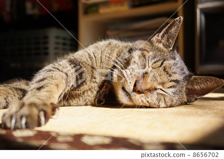 Pheasant cat sleeping 8656702