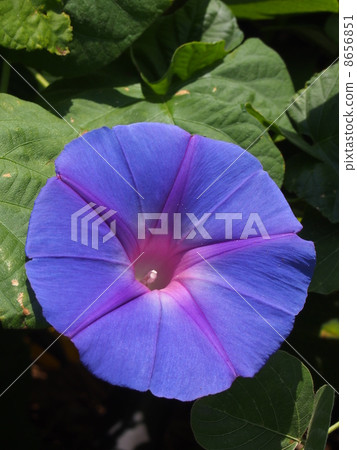 琉球牽牛花 8656851