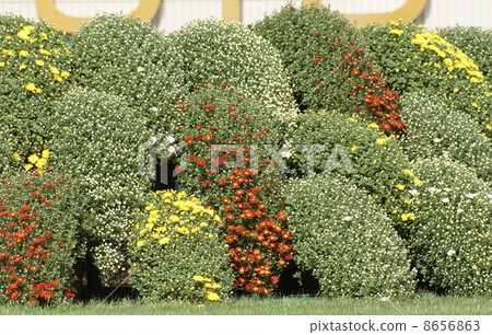 Chrysanthemum   8656863