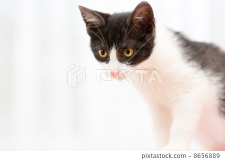 Cute little kitten 8656889