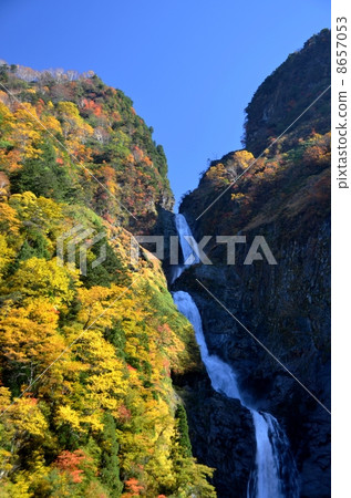 Autumn leaves of the famous Falls boasting the largest difference in Japan 8657053