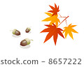 Maple autumn leaves 8657222