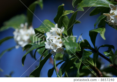 Senka Flower銀杏白花是一種干淨的香。 Senka Flower銀杏白花是一種干淨的香。 8657240