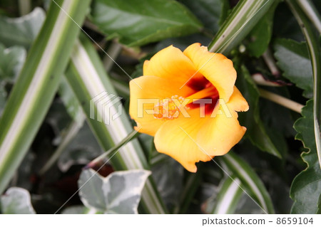 Hibiscus Hibiscus 8659104