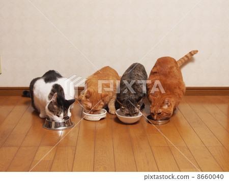 吃米的四隻貓 8660040