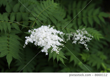 Niwa Nanakamado Niwa Nanakamado 8660112