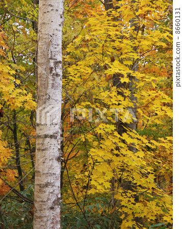 Birch Birch 8660131