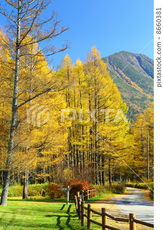 wood, autumn, autumnal 8660381